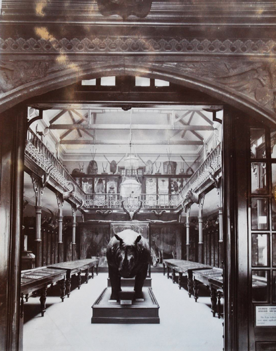 Ipswich Museum - Historic Museum 1907 Rhino Image