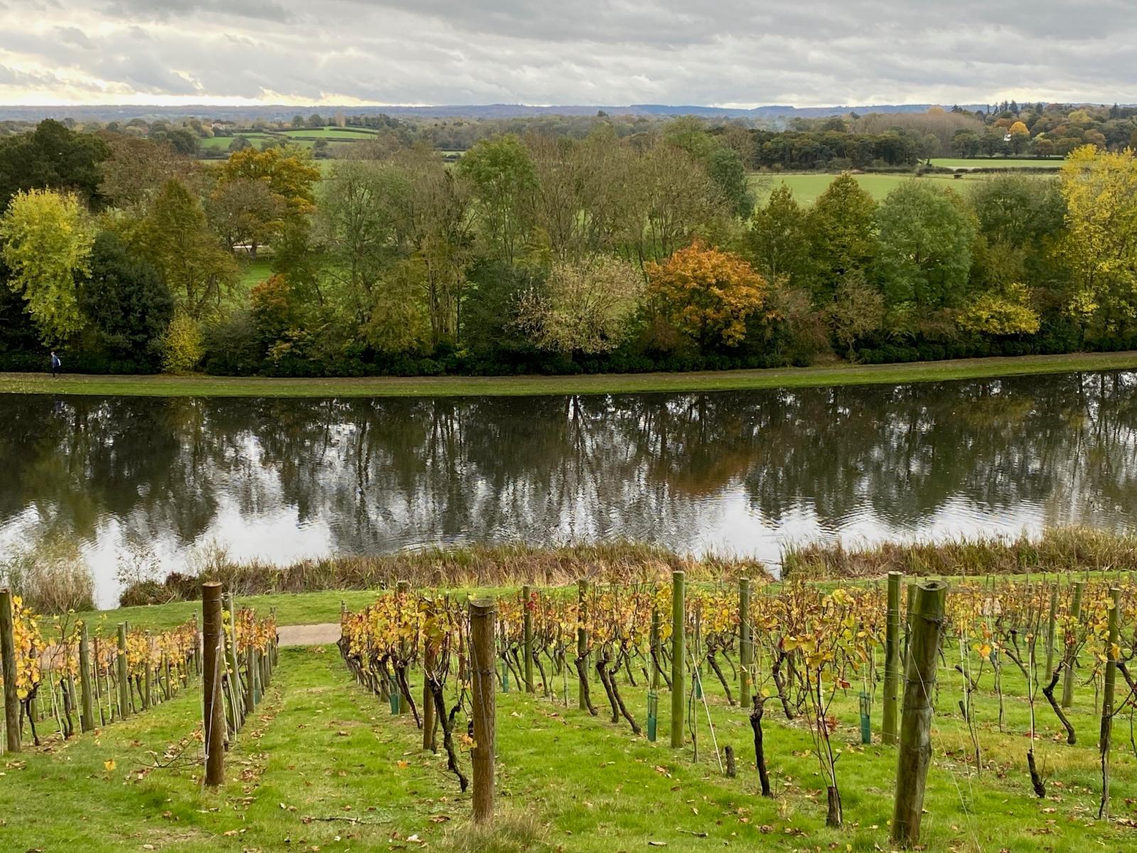 Painshill Park View to the South over Vineyard